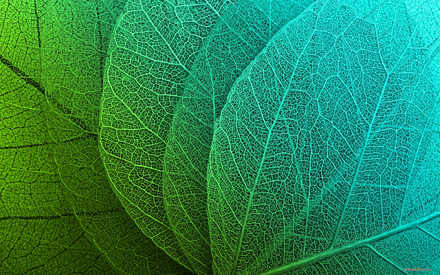 Leaf Structure  from Chrome web store to be run with OffiDocs Chromium online