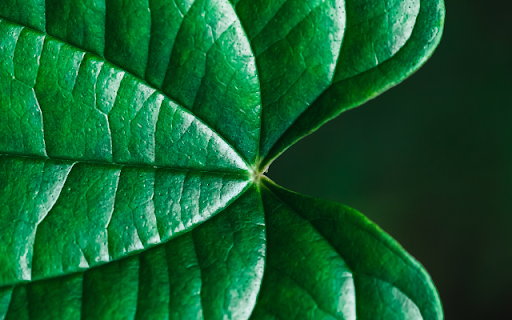 Leaf Vein Theme  from Chrome web store to be run with OffiDocs Chromium online
