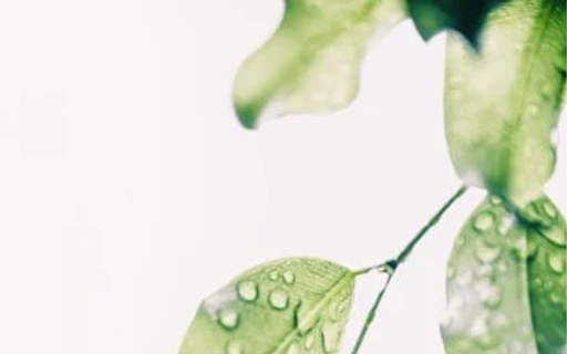 Leaf with water drop  from Chrome web store to be run with OffiDocs Chromium online