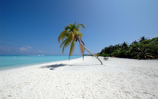 Leaning Coconut Tree  from Chrome web store to be run with OffiDocs Chromium online