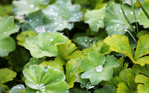 Leaves and Dew  from Chrome web store to be run with OffiDocs Chromium online