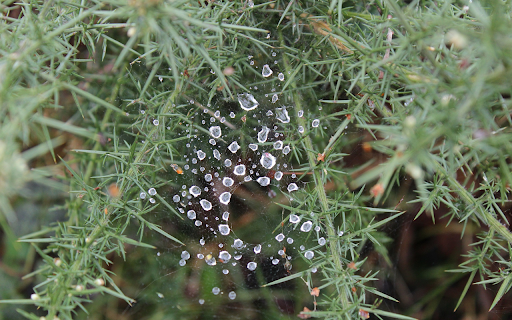 Leaves and dew drops  from Chrome web store to be run with OffiDocs Chromium online
