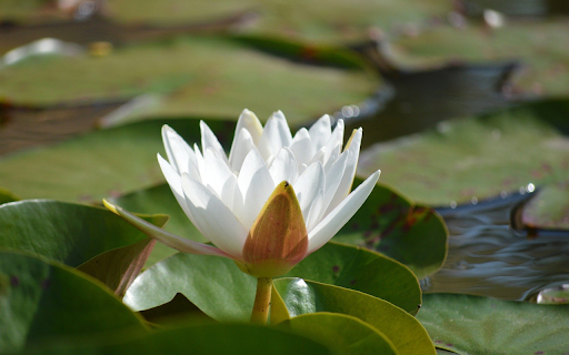 Leaves and Flowers  from Chrome web store to be run with OffiDocs Chromium online