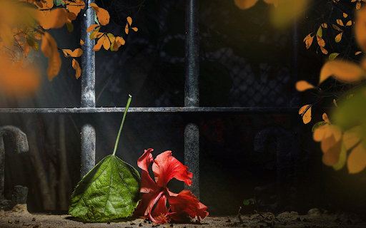 Leaves and flowers fall red  from Chrome web store to be run with OffiDocs Chromium online