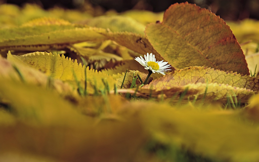 Leaves fall on the grass  from Chrome web store to be run with OffiDocs Chromium online