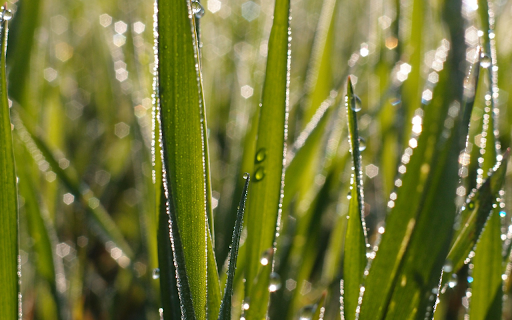 Leaves of grass soaked in dew  from Chrome web store to be run with OffiDocs Chromium online