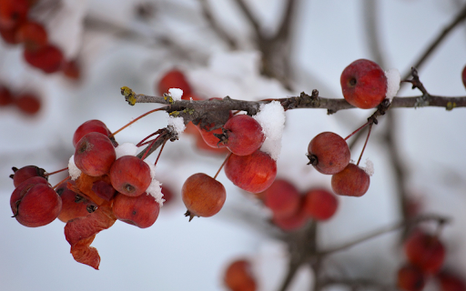 Leaves yield fruit  from Chrome web store to be run with OffiDocs Chromium online