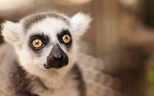 Lemur  from Chrome web store to be run with OffiDocs Chromium online