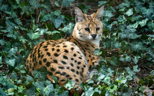 Leopard Cat  from Chrome web store to be run with OffiDocs Chromium online