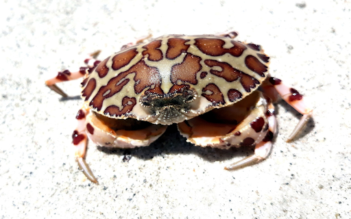 Leopard crab  from Chrome web store to be run with OffiDocs Chromium online