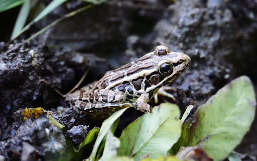 Leopard frog  from Chrome web store to be run with OffiDocs Chromium online