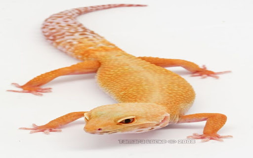 leopard lizard wallpaper  from Chrome web store to be run with OffiDocs Chromium online