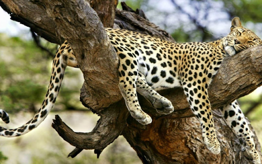 Leopard Napping on a Tree: The Silent Predator at Rest  from Chrome web store to be run with OffiDocs Chromium online