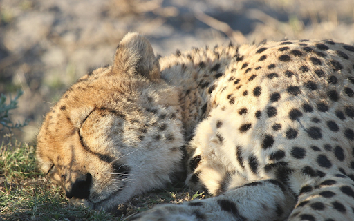 Leopard sleeping  from Chrome web store to be run with OffiDocs Chromium online