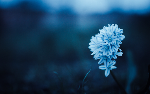 Light Blue Flower Cluster Theme  from Chrome web store to be run with OffiDocs Chromium online