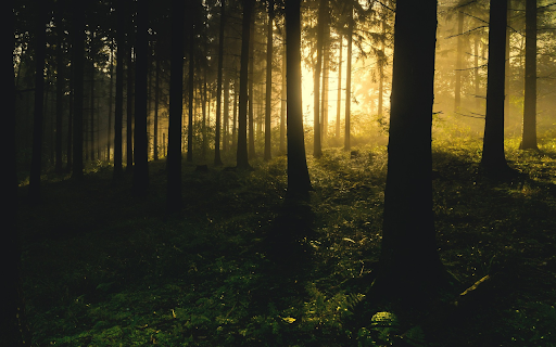 light in the forest  from Chrome web store to be run with OffiDocs Chromium online