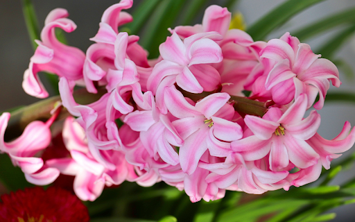 Light Purple Flower Branch  from Chrome web store to be run with OffiDocs Chromium online