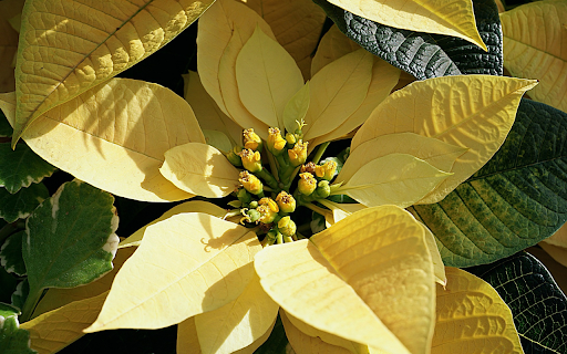 Light yellow poinsettia flowers  from Chrome web store to be run with OffiDocs Chromium online