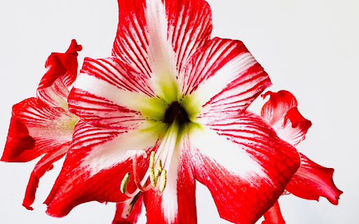 Lilies in Bloom  from Chrome web store to be run with OffiDocs Chromium online
