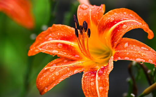 LILY FLOWERS THEME  from Chrome web store to be run with OffiDocs Chromium online
