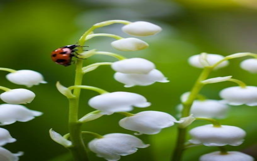lily of the valley and orange beetle wallpaper  from Chrome web store to be run with OffiDocs Chromium online