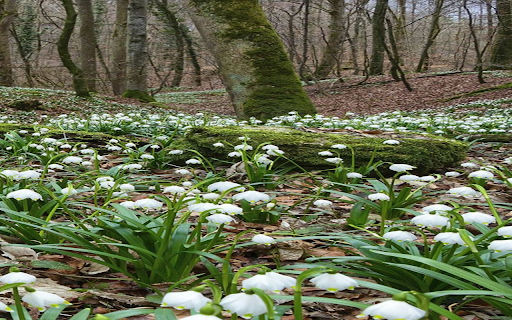 Lily of the valley flowers in the forest wallpaper  from Chrome web store to be run with OffiDocs Chromium online