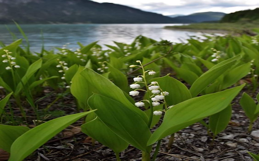 Lily of the valley flowers on the lake Wallpaper  from Chrome web store to be run with OffiDocs Chromium online