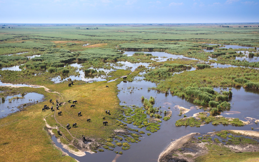 Linyanti  from Chrome web store to be run with OffiDocs Chromium online