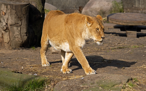 Lion and Shadow  from Chrome web store to be run with OffiDocs Chromium online