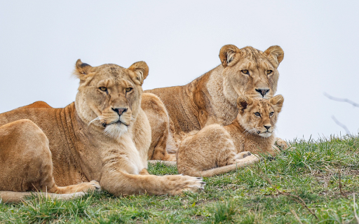 Lion Cub Family  from Chrome web store to be run with OffiDocs Chromium online