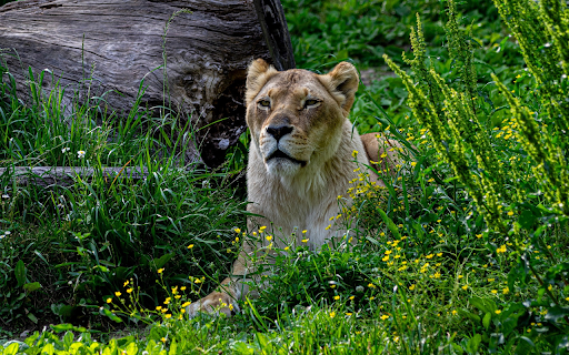 Lioness in the Wild  from Chrome web store to be run with OffiDocs Chromium online