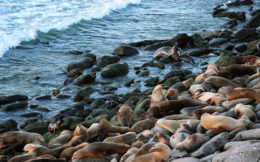 Lion Island  from Chrome web store to be run with OffiDocs Chromium online