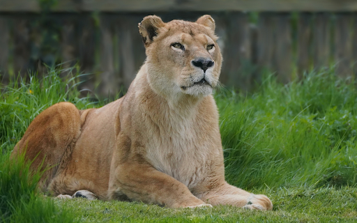 lion lying on the grass  from Chrome web store to be run with OffiDocs Chromium online