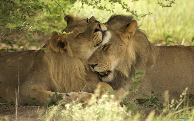 Lions  from Chrome web store to be run with OffiDocs Chromium online