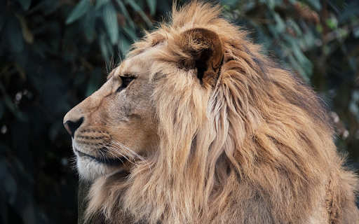 Lions Side View  from Chrome web store to be run with OffiDocs Chromium online
