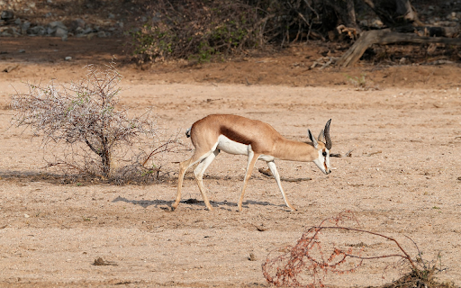 Little Antelope  from Chrome web store to be run with OffiDocs Chromium online