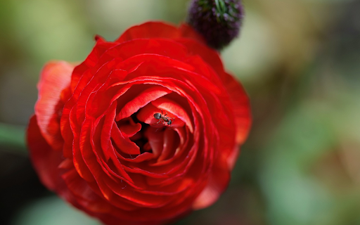 Little ants next to roses  from Chrome web store to be run with OffiDocs Chromium online