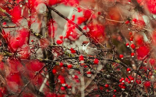 Little bird on the red tree  from Chrome web store to be run with OffiDocs Chromium online
