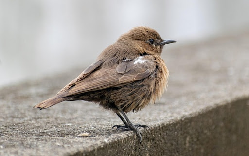 LITTLE BIRD THEME  from Chrome web store to be run with OffiDocs Chromium online