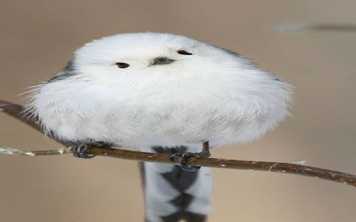 little bird wallpaper on tree branch  from Chrome web store to be run with OffiDocs Chromium online