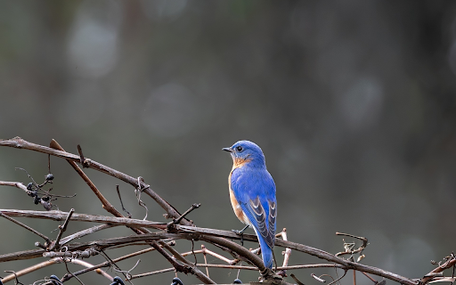 Little Blue Bird  from Chrome web store to be run with OffiDocs Chromium online