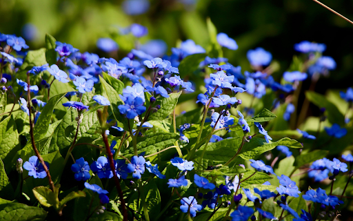 Little Blue Flowers  from Chrome web store to be run with OffiDocs Chromium online