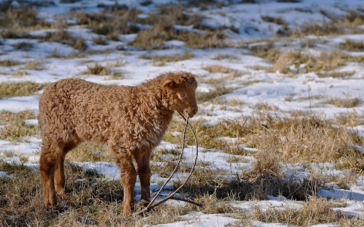 Little brown sheep  from Chrome web store to be run with OffiDocs Chromium online