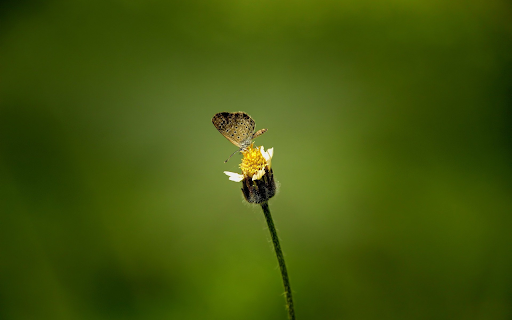 Little butterfly  from Chrome web store to be run with OffiDocs Chromium online