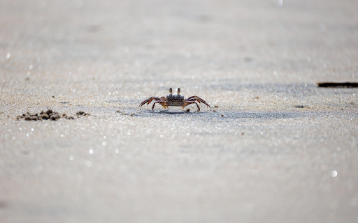 Little crab crawling on the sand  from Chrome web store to be run with OffiDocs Chromium online