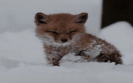 little fox and snow wallpaper  from Chrome web store to be run with OffiDocs Chromium online