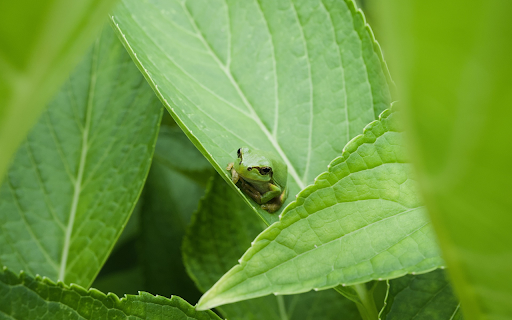 Little frog in the leaves  from Chrome web store to be run with OffiDocs Chromium online