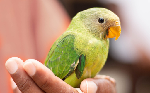 Little green parrot  from Chrome web store to be run with OffiDocs Chromium online