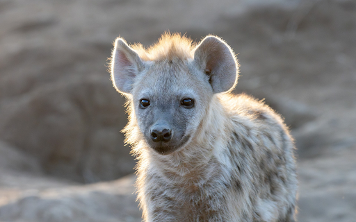 Little hyena  from Chrome web store to be run with OffiDocs Chromium online