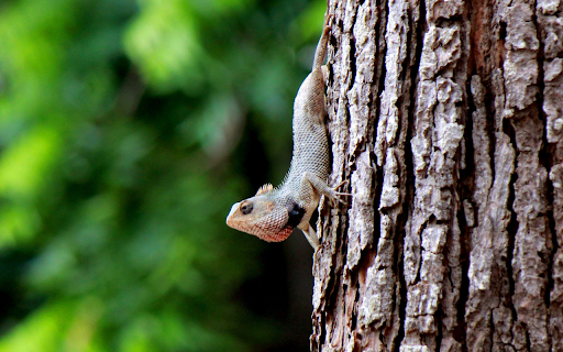 Little Lizard Climbing Tree  from Chrome web store to be run with OffiDocs Chromium online